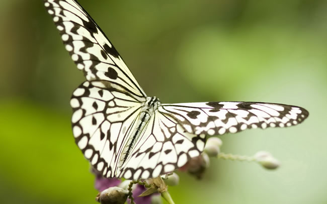 点击大图看下一张：美丽的花蝴蝶图片