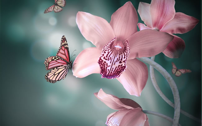 点击大图看下一张：美丽的彩色蝴蝶图片
