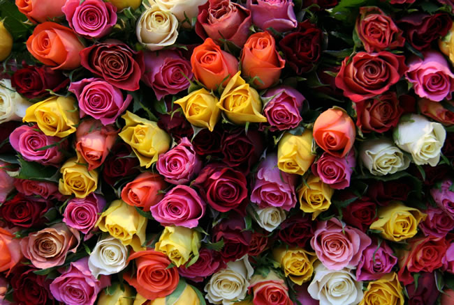 点击大图看下一张：美丽的五彩玫瑰花图片