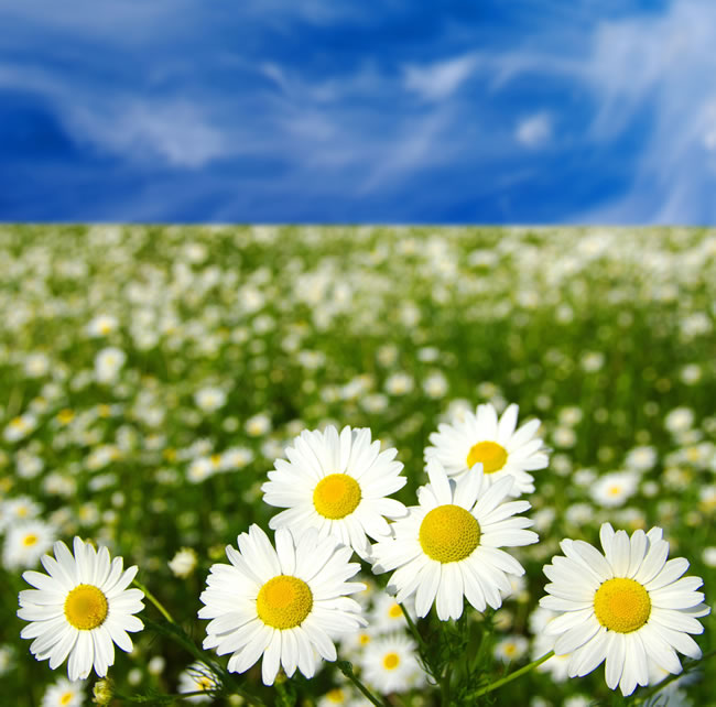 点击大图看下一张：唯美白色菊花花海图片