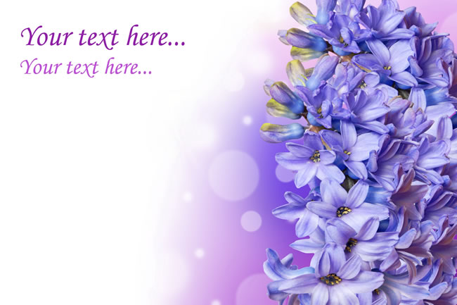 点击大图看下一张：唯美紫色风信子背景图片