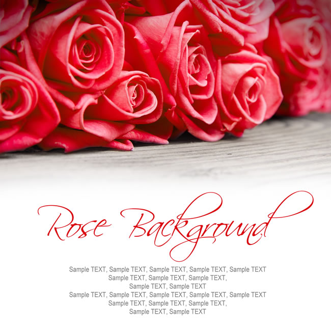 点击大图看下一张:玫瑰花背景图片