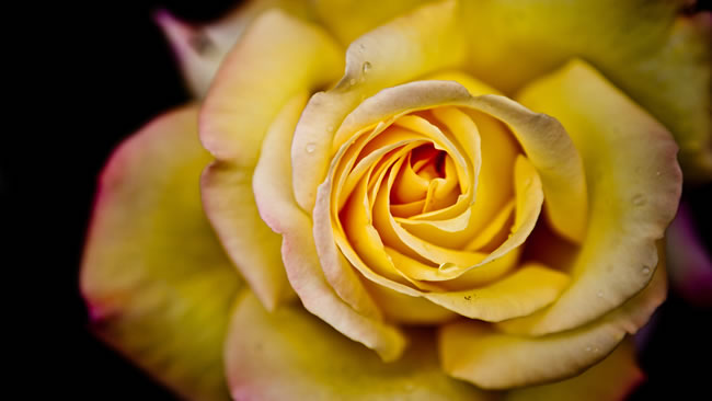 点击大图看下一张：唯美黄色玫瑰花图片