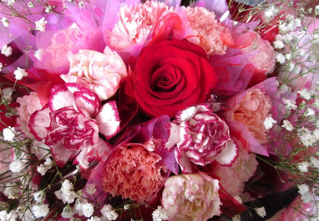 点击大图看下一张：唯美康乃馨花束图片