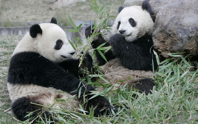 点击大图看下一张：野生大熊猫图片