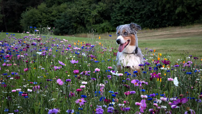 点击大图看下一张：花丛里的小狗图片