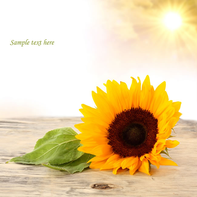 点击大图看下一张：阳光下的向日葵花盘图片