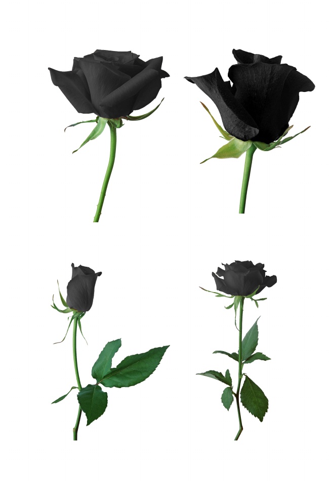 点击大图看下一张：高清黑色玫瑰花图片素材