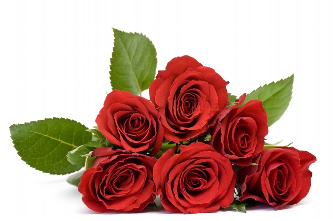 点击大图看下一张：红色玫瑰花高清图片