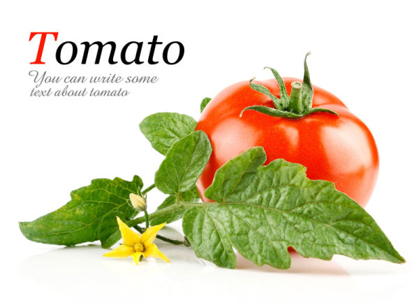 点击大图看下一张：番茄,西红柿高清图片素材