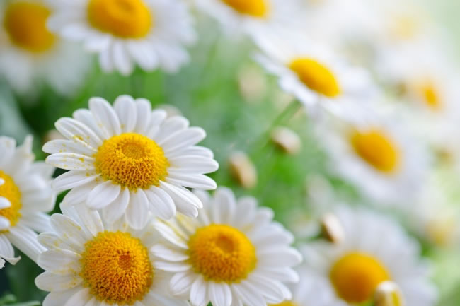 点击大图看下一张：美丽的白色菊花图片素材