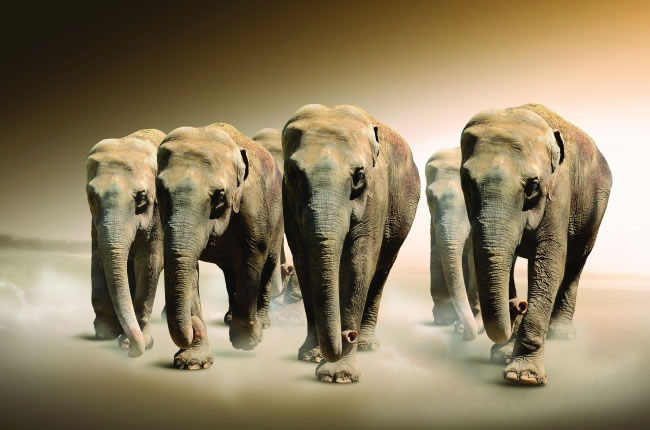点击大图看下一张：动物世界大象图片大全