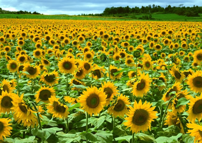 点击大图看下一张:向日葵高清图片下载