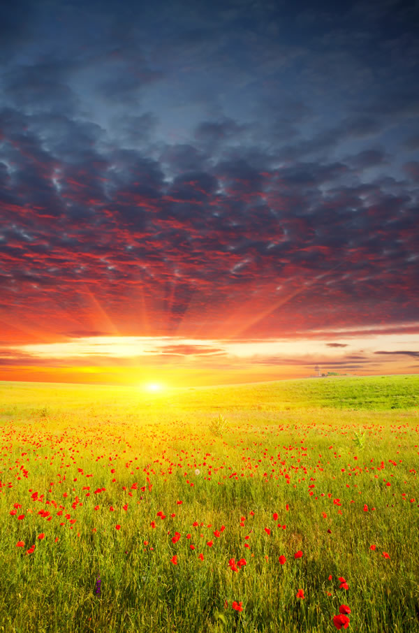 点击大图看下一张：阳光照耀下的罂粟花田高清图片