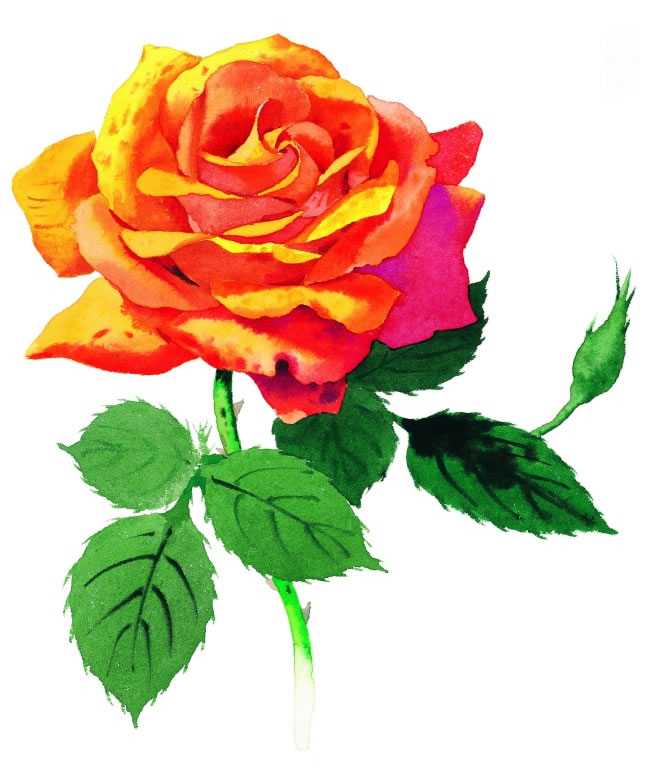 点击大图看下一张：水彩画玫瑰花高清图片素材