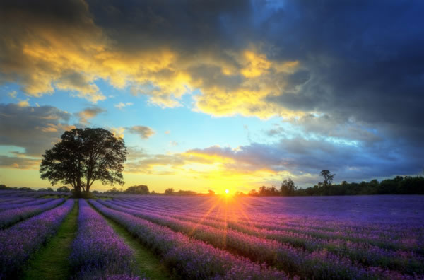 点击大图看下一张：夕阳下的薰衣草园图片素材
