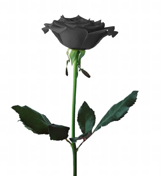 点击大图看下一张：黑色玫瑰花高清图片素材3000x3000