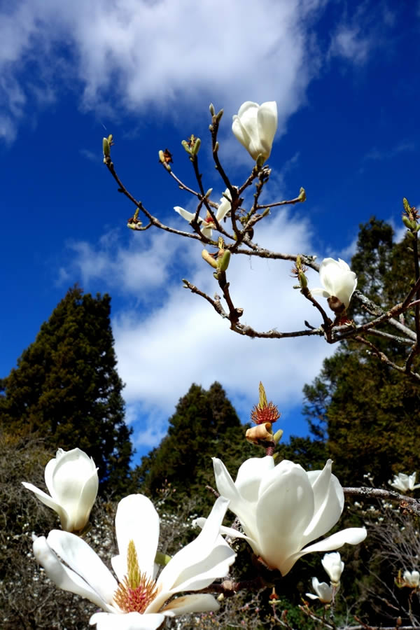 点击大图看下一张：高清白色玉兰花图片
