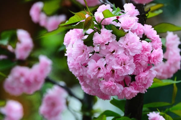 点击大图看下一张：高清清新粉色樱花图片