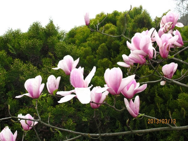 点击大图看下一张：高清粉色木兰花图片素材
