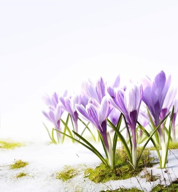 点击大图看下一张：紫色水仙花的图片
