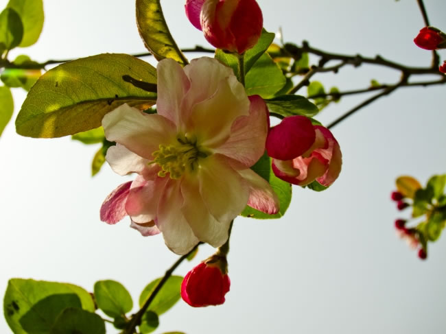 点击大图看下一张：四季海棠花图片