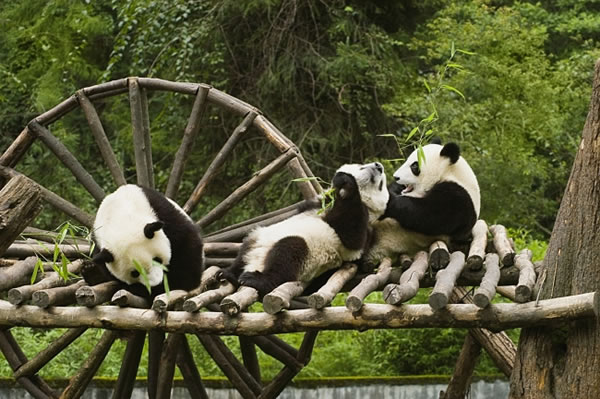 点击大图看下一张：动物园熊猫图片