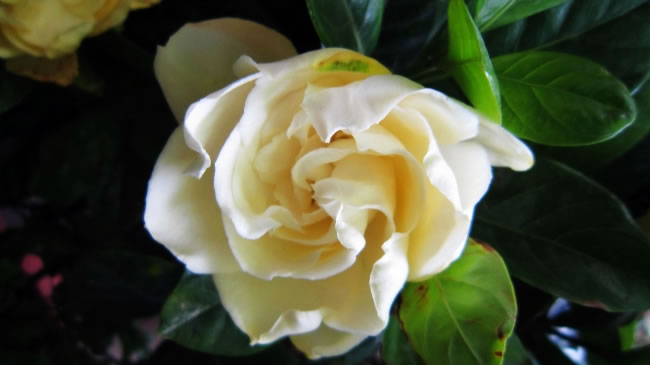 点击大图看下一张：白色栀子花图片 4320x2432