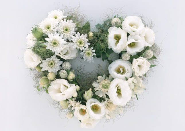 点击大图看下一张：心形白菊花鲜花高清图片