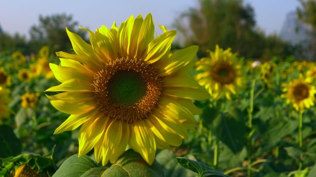 点击大图看下一张:向日葵高清图片