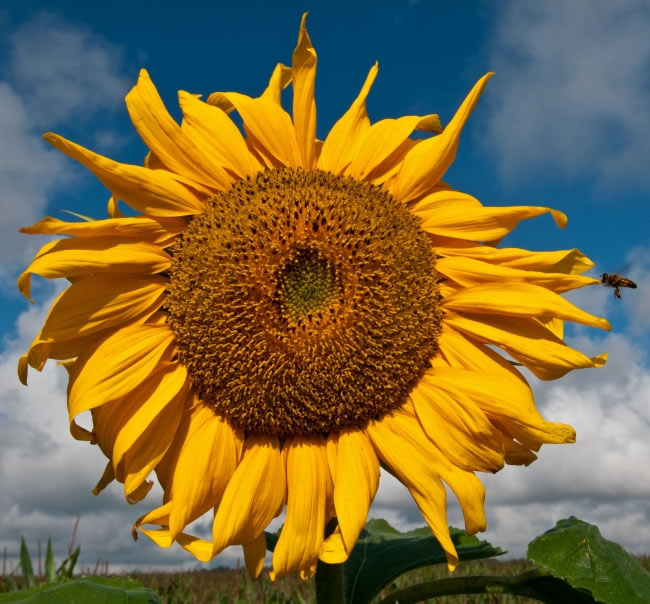点击大图看下一张:向日葵唯美高清图片
