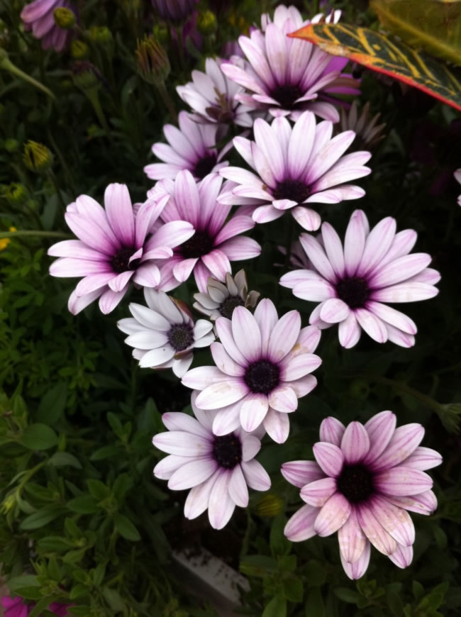 点击大图看下一张：粉色菊花高清图片