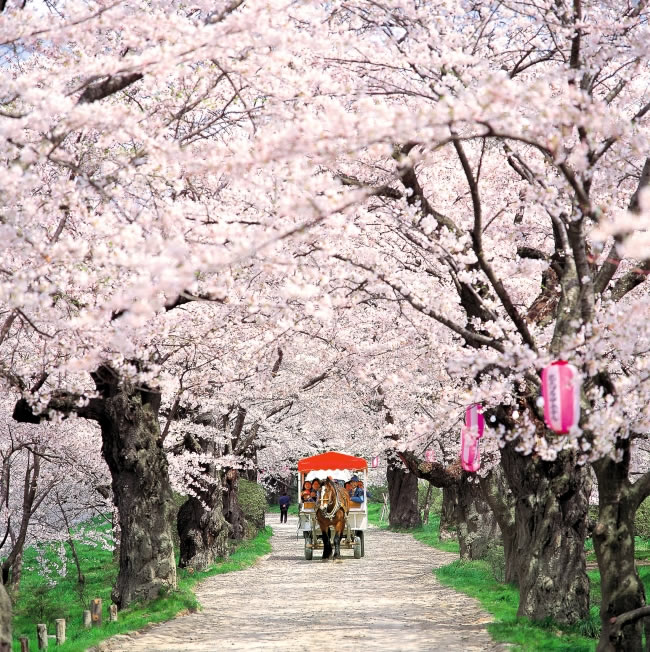 点击大图看下一张：马路两边的樱花树樱花美景图片