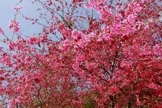点击大图看下一张：山樱花盛开高清摄影图片