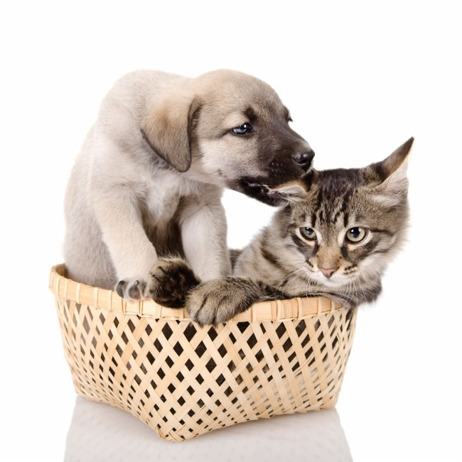 点击大图看下一张：篮子里的小狗小猫咪高清图片