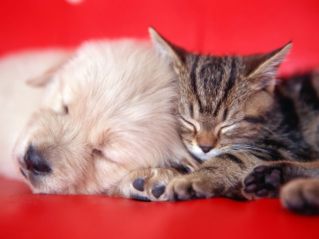 点击大图看下一张：猫猫和狗狗睡一起高清图片