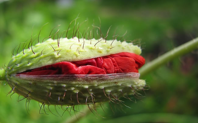 点击大图看下一张：含苞待放的罂粟花高清摄影图片