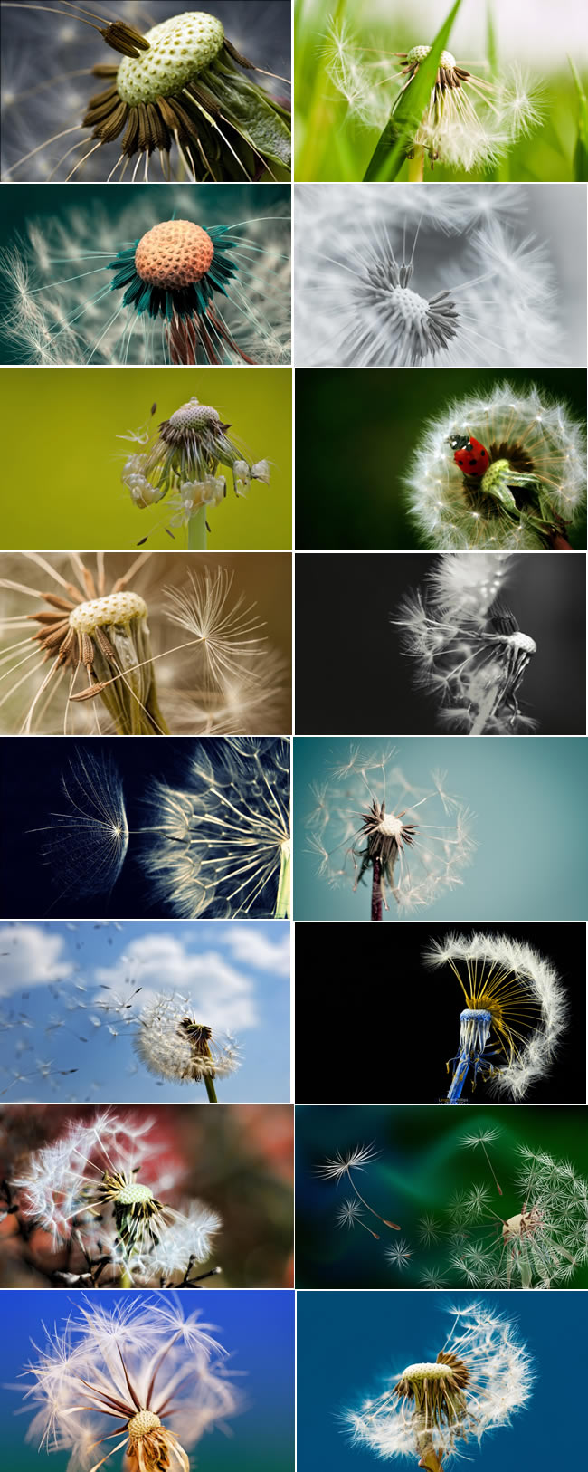 点击大图看下一张：16张蒲公英唯美桌面壁纸图片打包