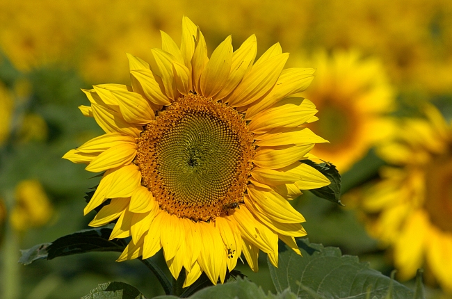 点击大图看下一张：向日葵灿烂盛放图片素材