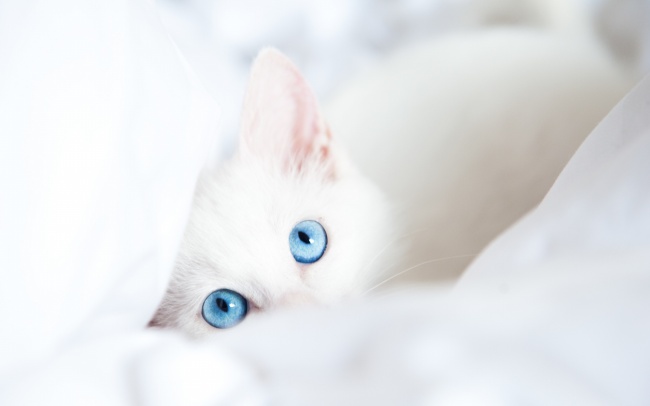 点击大图看下一张：可爱宠物白色猫咪高清图片