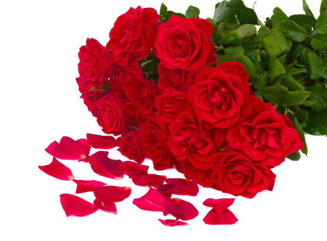 点击大图看下一张：鲜红玫瑰花束空白图片素材