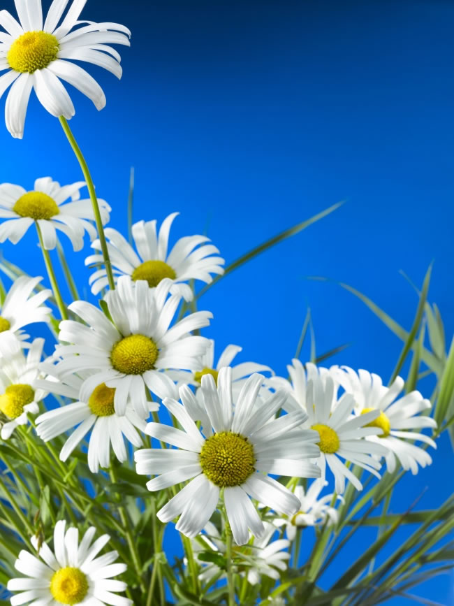点击大图看下一张：白色雏菊花卉高清摄影图片下载