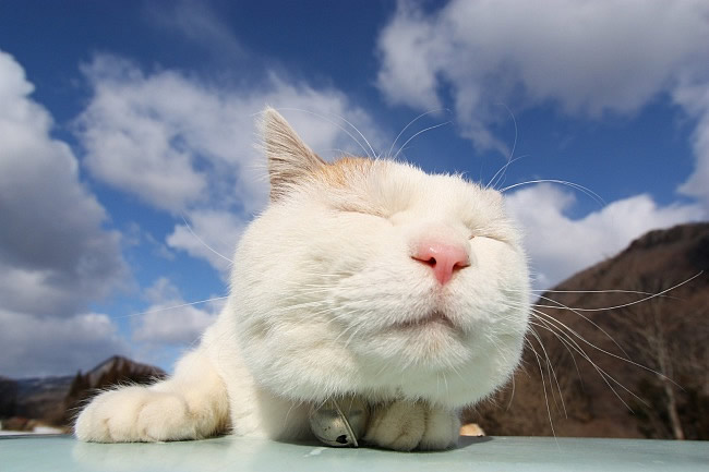 点击大图看下一张：蓝天下可爱大脸猫咪图片素材