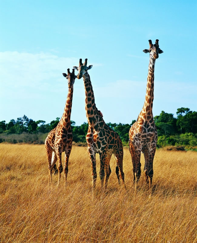 点击大图看下一张：三只长颈鹿高清图片素材