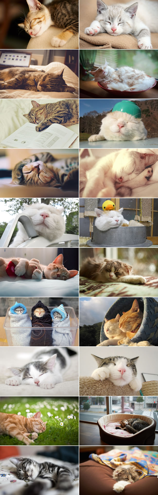点击大图看下一张：21张熟睡的可爱小猫图片打包下载