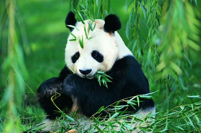 点击大图看下一张：超萌大熊猫吃竹子高清图片
