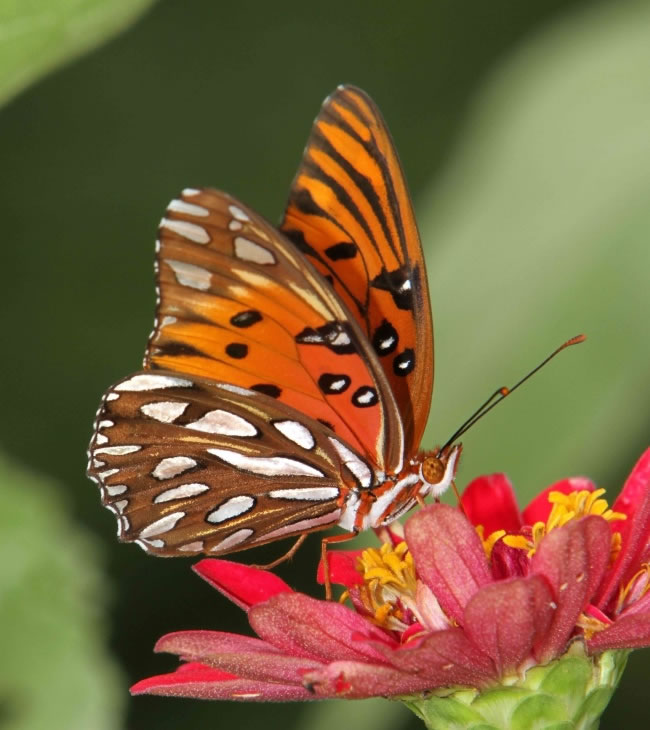 点击大图看下一张：唯美的蝴蝶花卉图片素材