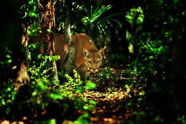 点击大图看下一张：树林美洲狮摄影图片