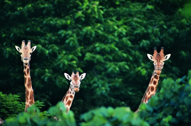 点击大图看下一张：森林中三只长颈鹿图片素材