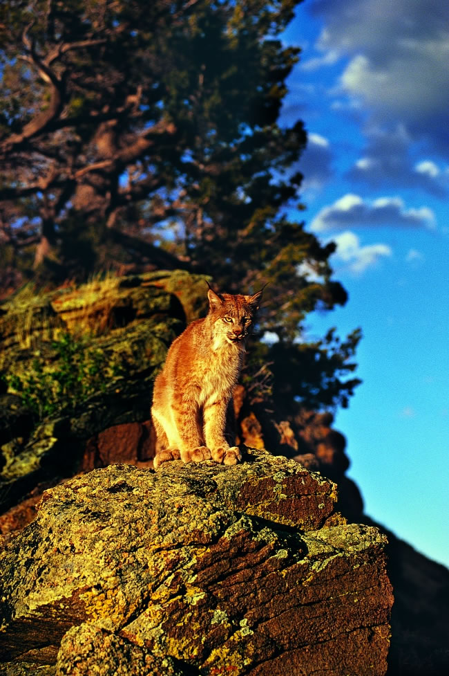 点击大图看下一张：悬崖边的野猫图片